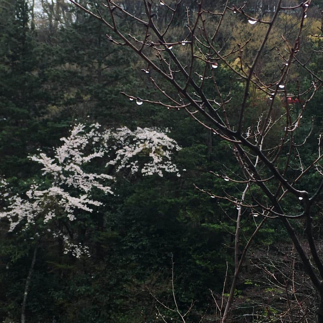 eclat.magazineさんのインスタグラム写真 - (eclat.magazineInstagram)「今日の箱根は朝からまさかの雪模様。桜の花びらが不憫でしたが、何とか止んで、晴れ間が出てきました。 （編集B） #箱根 #春の雪 #夏号 @misaking77」4月12日 11時00分 - eclat.magazine