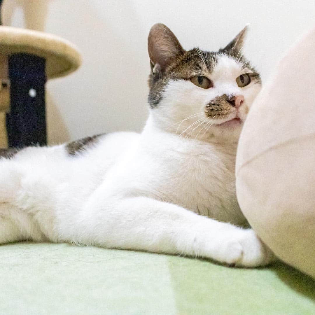 マアルのインスタグラム：「ラテちゃん🐈 #北海道 #旭川市 #ペットホテル」