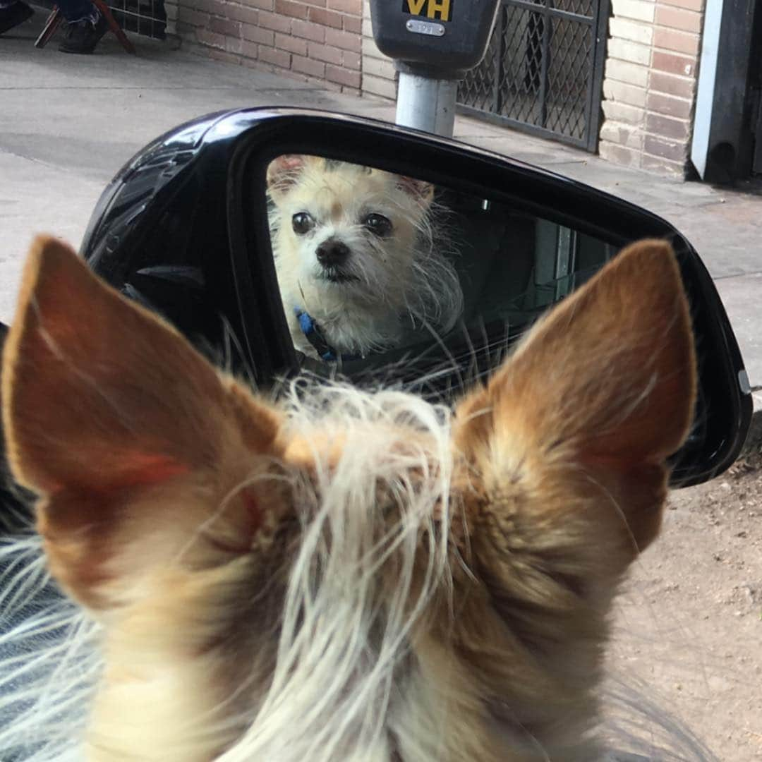 クリステン・リッターさんのインスタグラム写真 - (クリステン・リッターInstagram)「Did someone say it’s National Pet Day?!?! #mikeymohawk #nationalpetday 🐶❤️」4月12日 11時09分 - therealkrystenritter