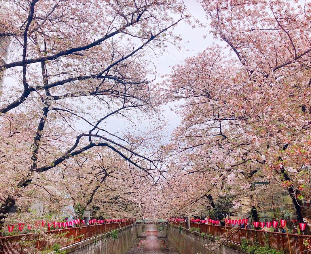 阿部桃子のインスタグラム：「これで今年も夏が来る🌸🌧🌈🌞 みぽ様にお直し頼みに目黒川 桃蔵  #桜散る #葉桜 #川柳 #言ってみたかっただけ #目黒川 #cherryblossom #meguroriver」