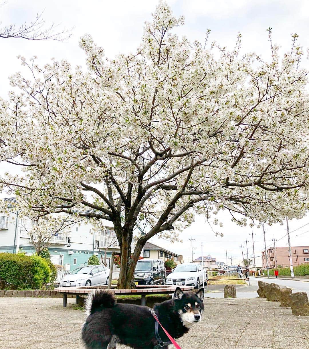 小川博永さんのインスタグラム写真 - (小川博永Instagram)「今日は曇ってますな。  #今朝まる #ししまる #dog #dogs #柴犬 #黒柴」4月12日 11時51分 - ogawahironaga