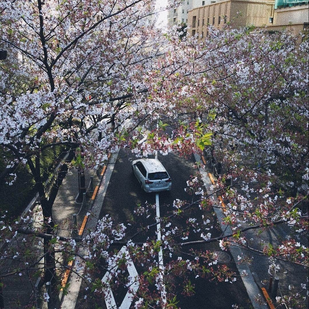 広瀬未花さんのインスタグラム写真 - (広瀬未花Instagram)「SAYONARA SAKURA...🌸 ・ ・ 2枚目は @yuma1983 の写真。 (インスタ是非ご覧下さい❤︎) @yuma1983 が撮る、サントリーウイスキーシリーズが本当に美しい。。 ウイスキー好きとしては、これはグッとくるものがある。。笑  是非こちらも見てみて⬇️ @suntorywhisky ・ ・ ・」4月12日 11時44分 - micahirose