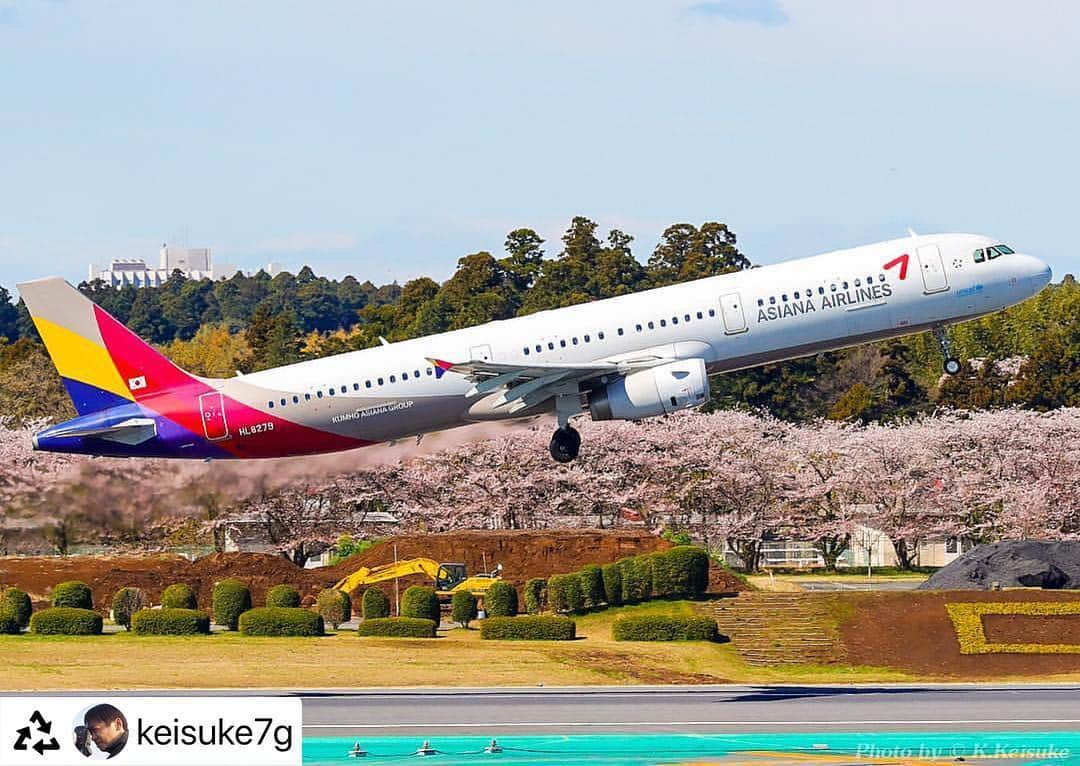 アシアナ航空日本地域公式アカウントさんのインスタグラム写真 - (アシアナ航空日本地域公式アカウントInstagram)「. 今週は寒い日が続いてますね💦 東京では桜がきれいに咲いていた先週がつい恋しくなります🌸 . 桜とアシアナ機撮影いただきありがとうございます😊💕 桜がきれいでほっこりしますね💓 . アシアナ航空インスタグラムでは、アシアナグラム アシアナで行く アシアナ倶楽部 のハッシュタグで投稿いただいた写真を紹介しています🤗🧡 . 皆さまの投稿お待ちしてます🙆🏻‍♀️ . @keisuke7g with @Rep0stApp • • • • • • • Asiana Airlines 🇰🇷 A321-231 ✈️ HL8279 . OZ107便 🇰🇷 ソウル 仁川に向けテイクオフ✈️ 滑走路沿いに桜が植えてあるので、真ん中辺りでエアボーンする飛行機なら桜と絡められます😁もう少し先でも可能です。 . これより手前で上がられると、桜とのコラボは難しくなります😅機種によって上がりが異なりますし、日毎で重量も変わりますからね❗️ . #asianaairlines #asiana #アシアナ航空 #staralliance #airbus #airbuslovers #airbus321 #A321 #aviation #aviation4u #aviationgeek #aviationdaily #aviationphotography #aviationlovers #megaplane #instaplane #instaaviation #instagramaviation #skypassport_photo #naritaairport #airplane #korea #韓国 #アシアナグラム #成田空港」4月12日 11時50分 - asiana.jp_official