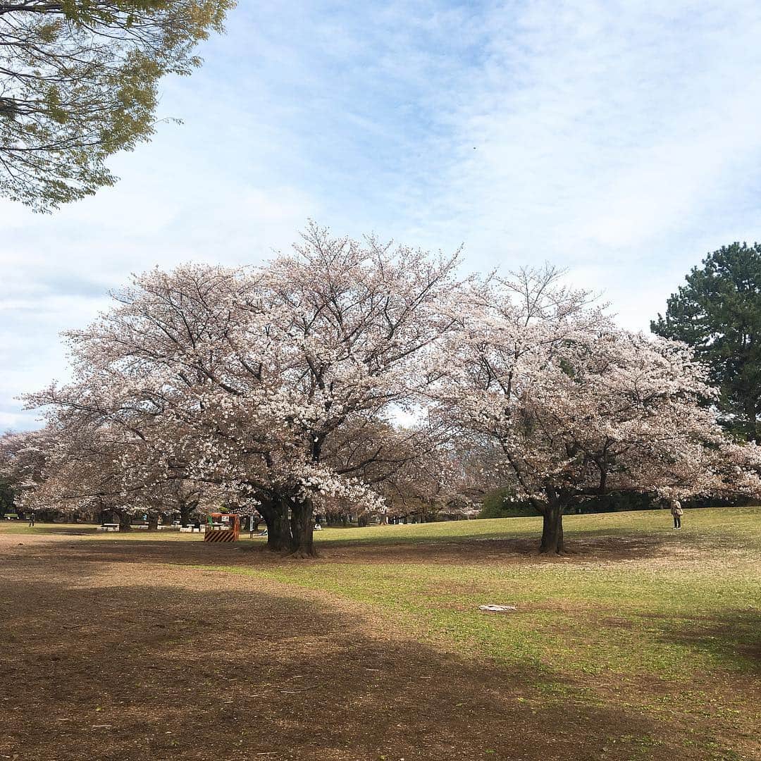 のインスタグラム：「昨日の光が丘公園。 #光が丘公園 #桜が終わる  #おでかけ金巻」