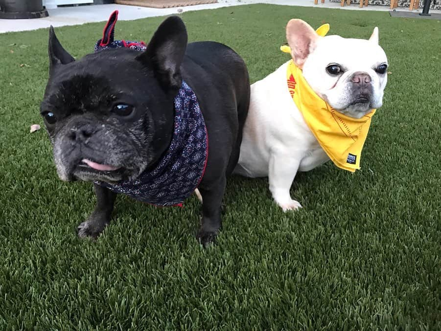 コリン・ハンクスさんのインスタグラム写真 - (コリン・ハンクスInstagram)「Ok. So I guess we can do this since it's #nationalpetday? Whatever. The one on the the left is Earl Boykins, wearing his namesake Kerchief. And if you're wondering, yes, Earl Boykins IS named after the basketball player of the same name.  Coco, on the other hand, is named after no one. I tried to get Cokie Roberts to stick but no one was buying it. She is also still waiting for her Kerchief, so in the meantime she's got our RSDXHK in celebration of record store day coming up on Saturday. She looks good in those Tower Records colors. You can get both at our Hanks Kerchiefs website. The Kerchiefs. Not the dogs. Those are mine. Link in Bio.」4月12日 11時59分 - colinhanks