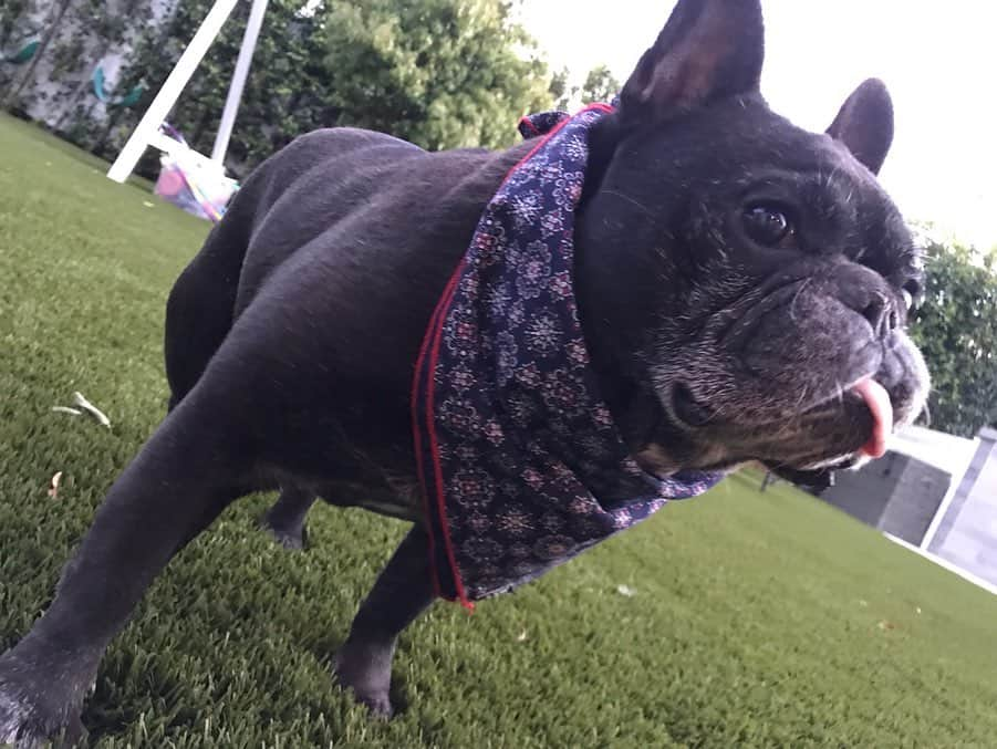 コリン・ハンクスさんのインスタグラム写真 - (コリン・ハンクスInstagram)「Ok. So I guess we can do this since it's #nationalpetday? Whatever. The one on the the left is Earl Boykins, wearing his namesake Kerchief. And if you're wondering, yes, Earl Boykins IS named after the basketball player of the same name.  Coco, on the other hand, is named after no one. I tried to get Cokie Roberts to stick but no one was buying it. She is also still waiting for her Kerchief, so in the meantime she's got our RSDXHK in celebration of record store day coming up on Saturday. She looks good in those Tower Records colors. You can get both at our Hanks Kerchiefs website. The Kerchiefs. Not the dogs. Those are mine. Link in Bio.」4月12日 11時59分 - colinhanks