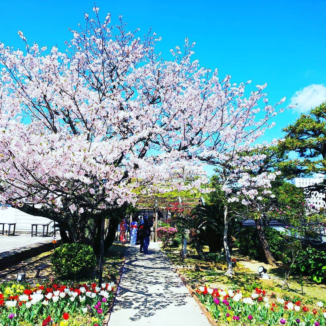 美ら島Travel のインスタグラム：「長崎の出島に行ってきました！ 桜の時期だったのでとってもキレイでした。 散ってしまう前にいけて本当によかったです♪ 天気もよくて最高の一日でした。  #japan　#nagasaki　#travel　#lovejapan　#lovetokyo　#dejima　#長崎　#出島　#桜　　#お花見　#八重桜　#しだれ桜　#ワクワク　#一人旅　#旅行　#旅行女子　#旅女子　#旅好き　#旅行好きな人と繋がりたい　#観光名所　#観光　#東京旅行　#東京観光」