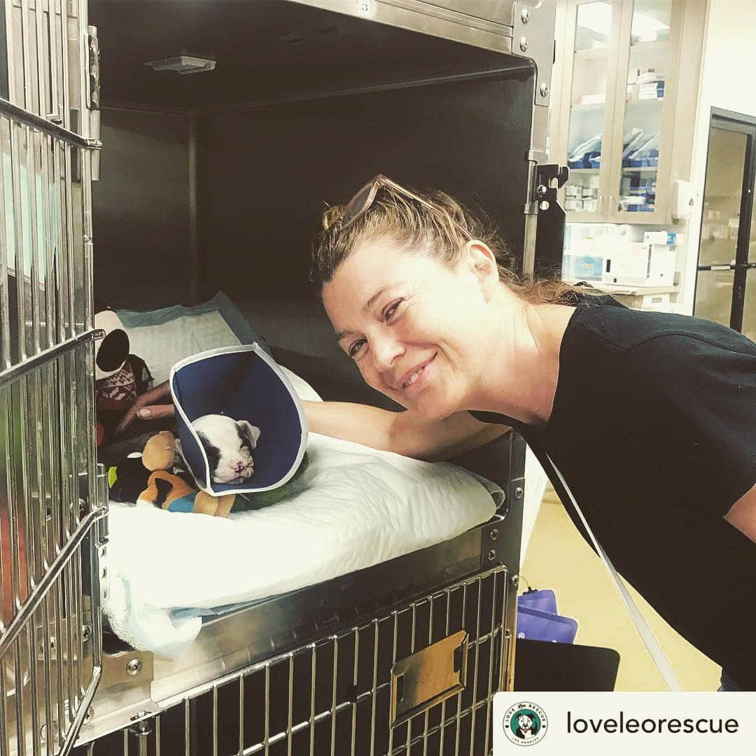 エレン・ポンピオさんのインスタグラム写真 - (エレン・ポンピオInstagram)「Had the best time today visiting with Carl... whose life was saved  by real life earth angels at @loveleorescue and @asecla thank you so much for all the never ending selfless work that goes into making a difference for others in this life... the world is a better place because of all of you 💋❤️ Posted @withrepost • @loveleorescue Baby Carl had a very special visitor today. Thank you @ellenpompeo for visiting him and showing him so much love.  Ellen ran into one of our vet hero’s - Dr. Balfour while she was at @asecla . Funny enough, he had repaired her dogs broken leg many years ago. Small 🌎! Thank you to every one of you who have rooted for and donated for this little guy. He ate all his food, and walked around a little bit today. His plasma and blood transfusions are complete. His IV catheter has been removed. They are only using the feeding tube for fluids now as he eats really well on his own. Getting stronger every day… 💪🏽🐶」4月12日 12時03分 - ellenpompeo