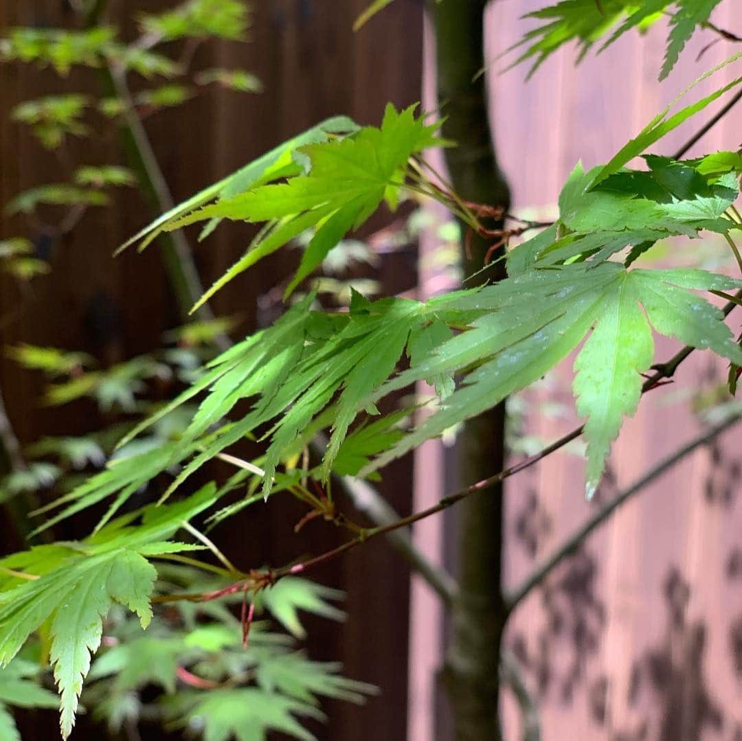 鴨志田由貴さんのインスタグラム写真 - (鴨志田由貴Instagram)「うちの京都の事務所のお庭もモミジが綺麗な緑色です。小さな坪庭ですがとても落ち着きます。#坪庭」4月12日 12時03分 - live73