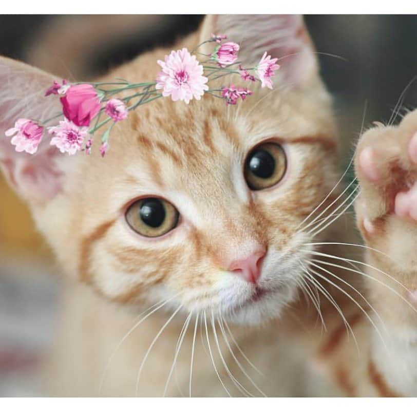 BeautyPlus Japanさんのインスタグラム写真 - (BeautyPlus JapanInstagram)「新スタンプ登場🌸  飼い主さんと一緒に撮れるよ❤️ #ビューティープラスペット  #BeautyPlus  #猫好きさんと繋がりたい」4月12日 12時06分 - beautyplus_jp
