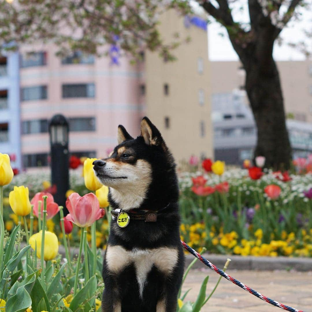 黒豆柴こむぎさんのインスタグラム写真 - (黒豆柴こむぎInstagram)「公園の桜🌸もチューリップ🌷もそろそろ見納め。3枚目、4枚目の写真は、キャナルシティ(ショッピングモール)で撮ったよ。2019.4.12  #葉桜 #キャナルシティ博多 #黒豆柴こむぎ #黒豆柴 #豆柴 #黒柴 #黑柴 #柴犬 #柴 #まめしば #しばいぬ #しば #mameshiba #kuroshiba #shibainu #shiba #shibalove #shibalovers #shibastagram #shiba_snap #shibasofinstagram #west_dog_japan #ふわもこ部 #pecoいぬ部 #いぬら部 #proudshibas #thedailyshibainu #ここ柴部 #いぬのきもち #todayswanko」4月12日 12時17分 - komugi_1207