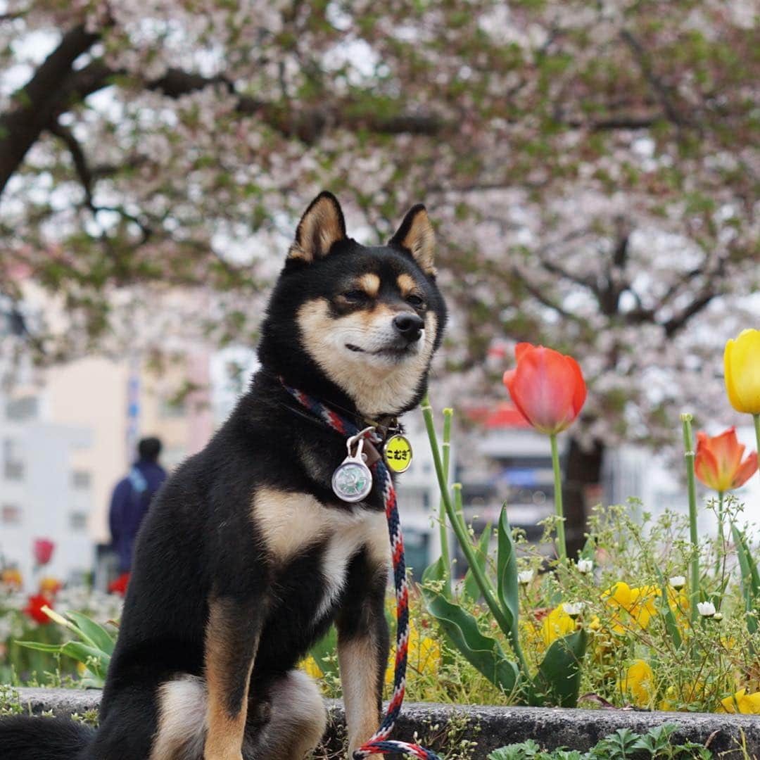 黒豆柴こむぎのグルメインスタ