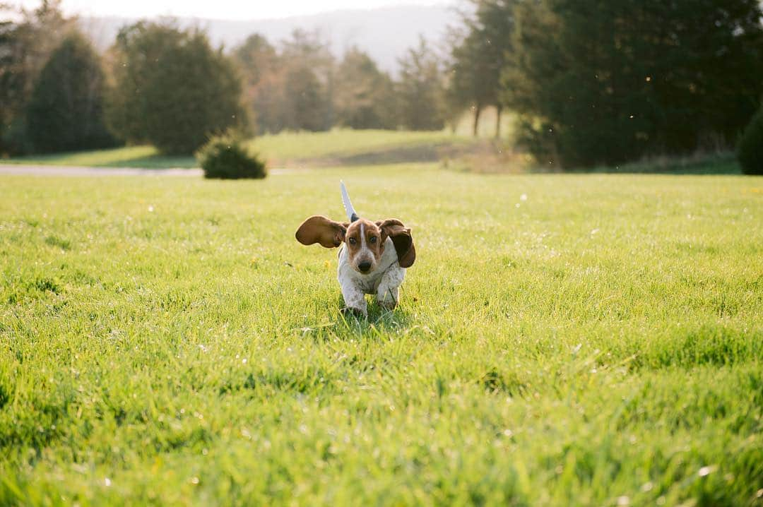 NikonUSAさんのインスタグラム写真 - (NikonUSAInstagram)「It's no secret that photographing the furry members of your family isn't easy. #Nikon100 photographer @samanthabrookephoto chooses the D850 to photograph her pet in action! Share your best pet photos with us on #NationalPetDay with #NikonNoFilter! #dogs #dogsofinstagram #petphotography #D850」4月12日 3時24分 - nikonusa