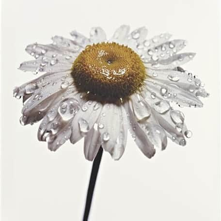 ジェイソンウーさんのインスタグラム写真 - (ジェイソンウーInstagram)「#irvingpenn Daisy with Water Drops 1968 #jasonwu #inspiration」4月12日 3時25分 - jasonwu