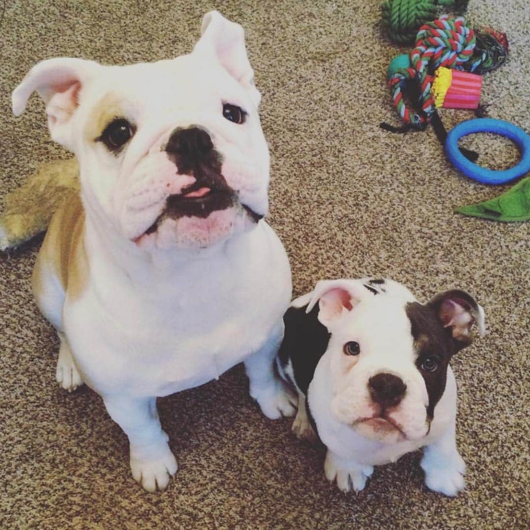 Bodhi & Butters & Bubbahさんのインスタグラム写真 - (Bodhi & Butters & BubbahInstagram)「Happy #nationalpetday from our babies to yours ❤️ . . . . #bulldog #pet #puppy #love #bestoftheday #smile #cute」4月12日 3時32分 - keonistuff
