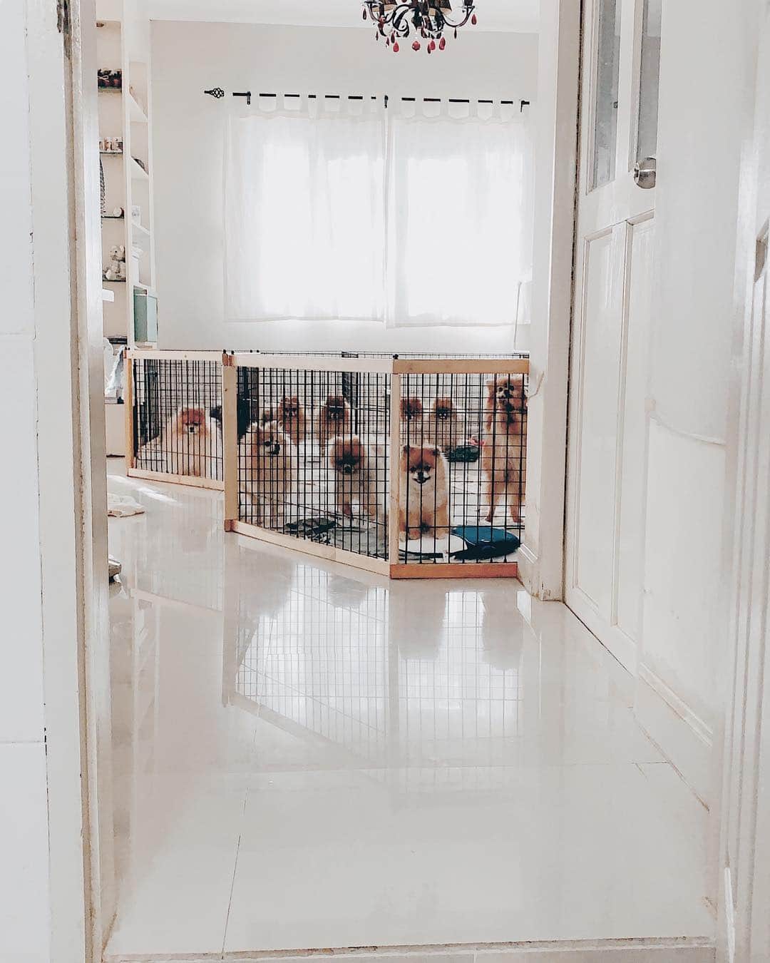 r_oseのインスタグラム：「National pet day 🖤〰️」