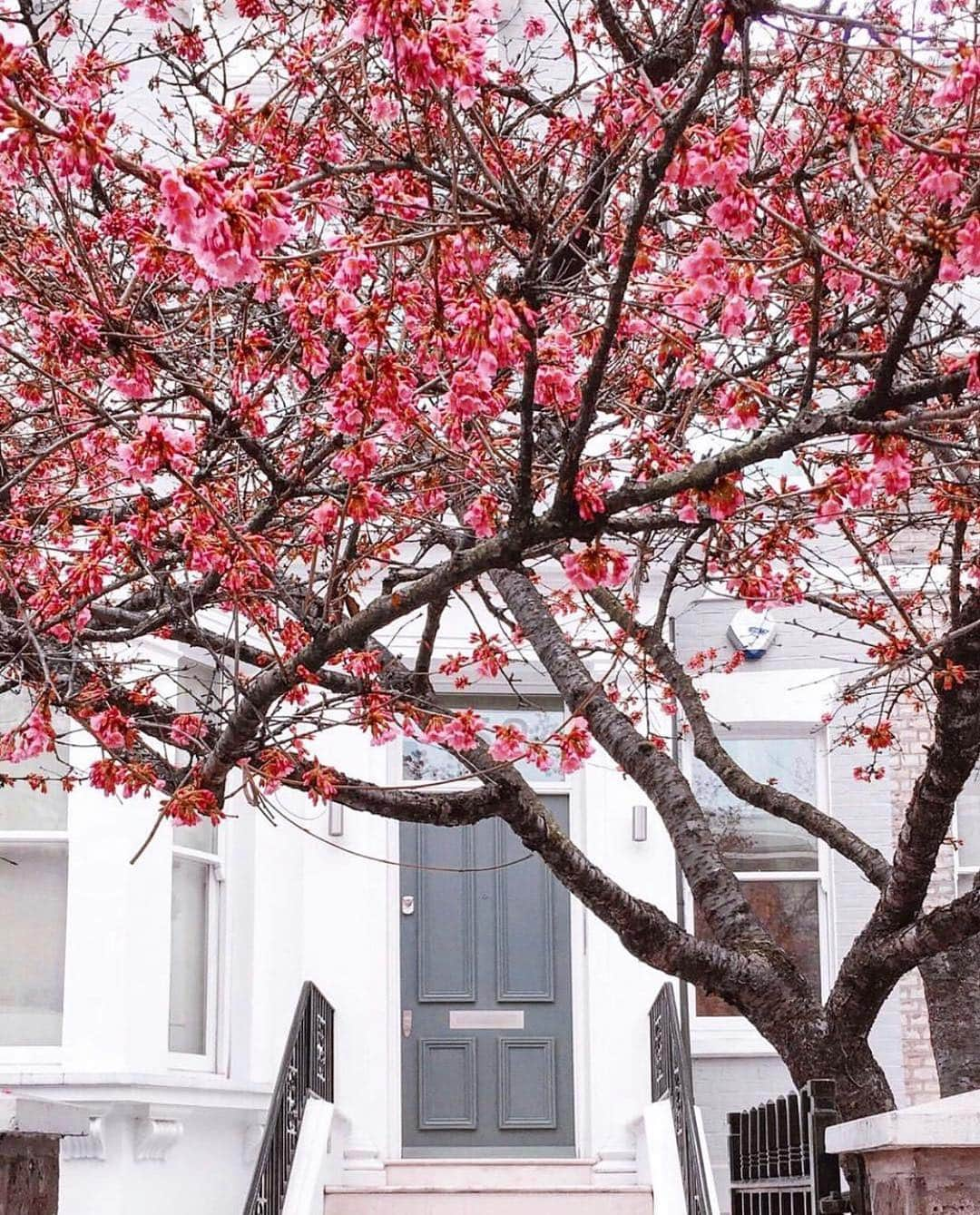 ELLE DECORさんのインスタグラム写真 - (ELLE DECORInstagram)「A dressed up doorway. 🌺🌺 #regram 📸: @mylifestylememoir #london」4月12日 3時57分 - elledecor