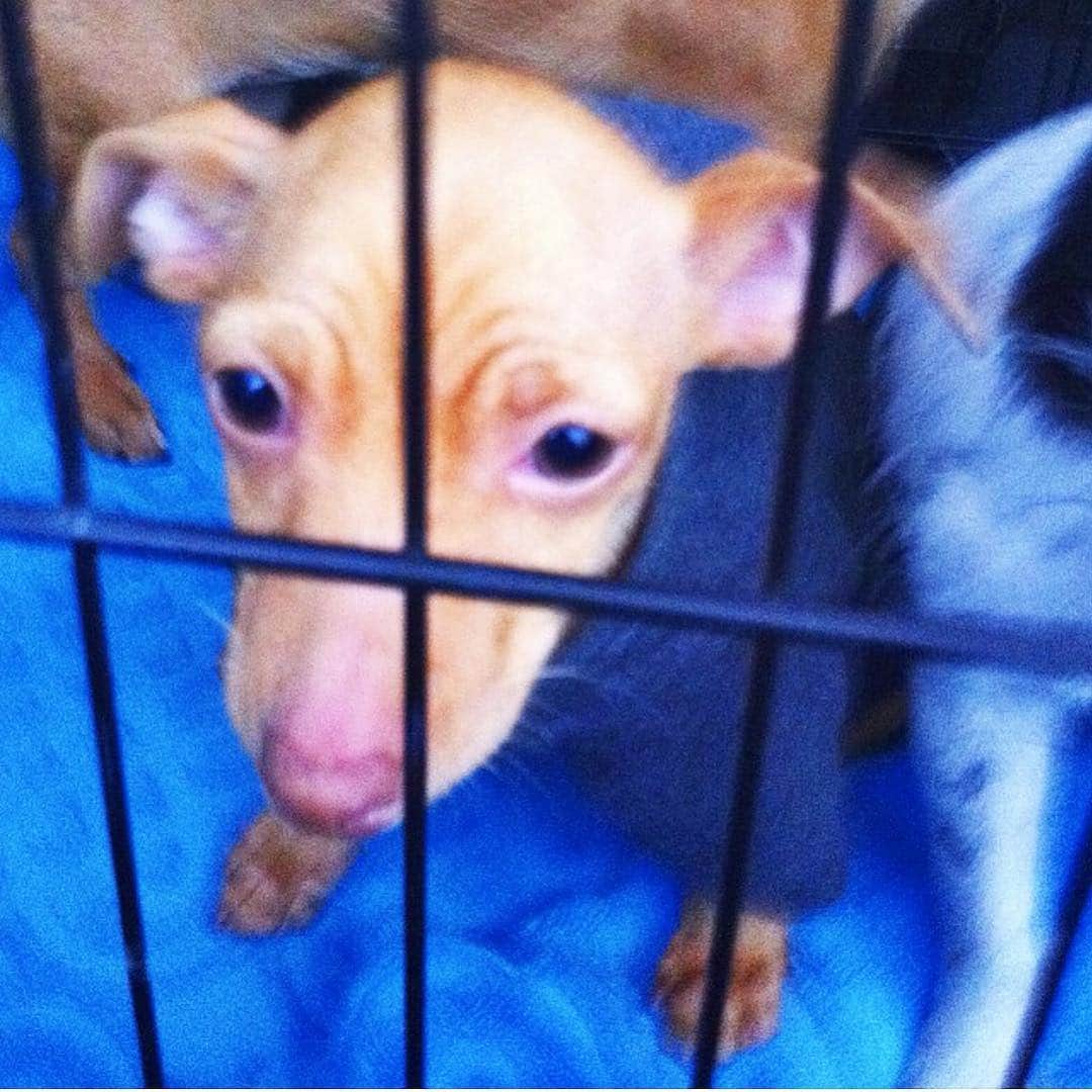 Tuna {breed:chiweenie} さんのインスタグラム写真 - (Tuna {breed:chiweenie} Instagram)「If you don’t have a pet, and you want one, PLEASE consider adopting! There are countless dogs, cats and other animals that are in need of a loving home. If Tuna wasn’t pulled from the LA shelter by his rescuer and shown for adoption at the Farmer’s Market that I met him at, he may not be here today. Think about how many precious animals have a similar story and haven’t been rescued and adopted. They need you to be their second chance. This post is dedicated to everyone and anyone who has ever rescued, adopted, fostered, volunteered, supported financially or are considering doing any of what I just mentioned. Thank you for being a part of the change for these sweet babies. #nationalpetday #babytuna #thisisthefirsttimeisawhim 😍」4月12日 4時29分 - tunameltsmyheart