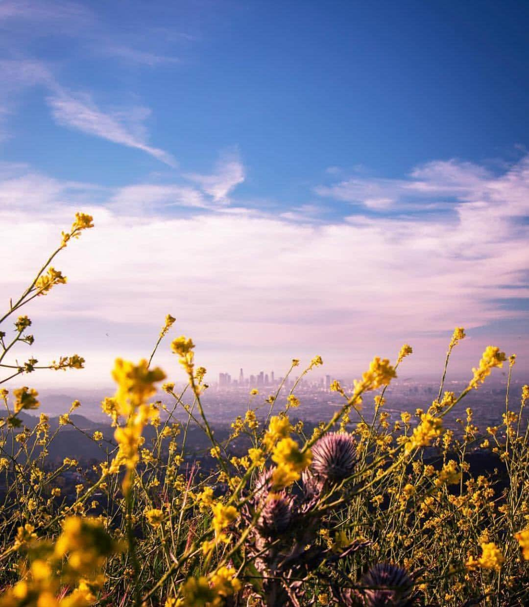 エルエーメイドさんのインスタグラム写真 - (エルエーメイドInstagram)「Just another Thursday in LA. @lenafound . #springblooms #losangles_la #flowerpower #flowermagic #iamlamade #losangeles_la #lastyle #lafashion #losangelesfashion #thehappynow #adventure #exploretocreate #artofvisuals #wanderlust #stayandwander #letsgoplaces」4月12日 4時30分 - lamadeclothing