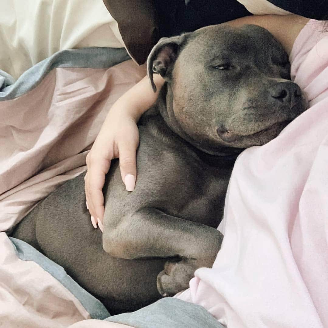 Pit Bull - Fansさんのインスタグラム写真 - (Pit Bull - FansInstagram)「Wow 😍 📷@sumothestaffy」4月12日 4時31分 - pitbullsfans__