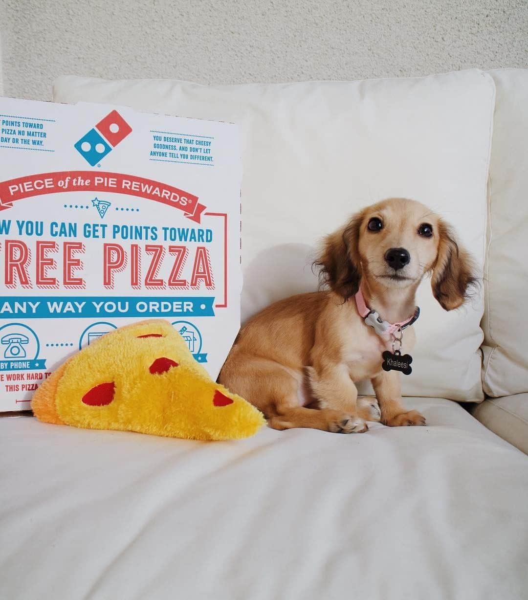 Domino's Pizzaさんのインスタグラム写真 - (Domino's PizzaInstagram)「🐶 + 🍕 = 😍😍😍 #NationalPetDay」4月12日 5時08分 - dominos