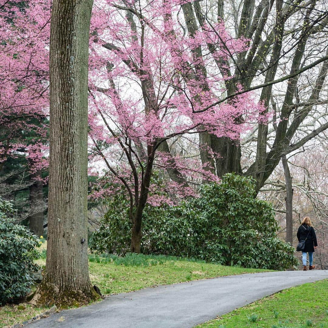 ニューヨーク植物園さんのインスタグラム写真 - (ニューヨーク植物園Instagram)「🌸Heads up, cherry blossom fanatics: the Japanese flowering apricots at the Ladies’ Border and the earliest flowering cherries in the Ross Conifer Arboretum are in full bloom, and they’re only the beginning. Stay tuned as we move further into cherry season and soak up these waves of spring color.🌸 . (📸 by @mco_photo) #plantlove」4月12日 5時24分 - nybg