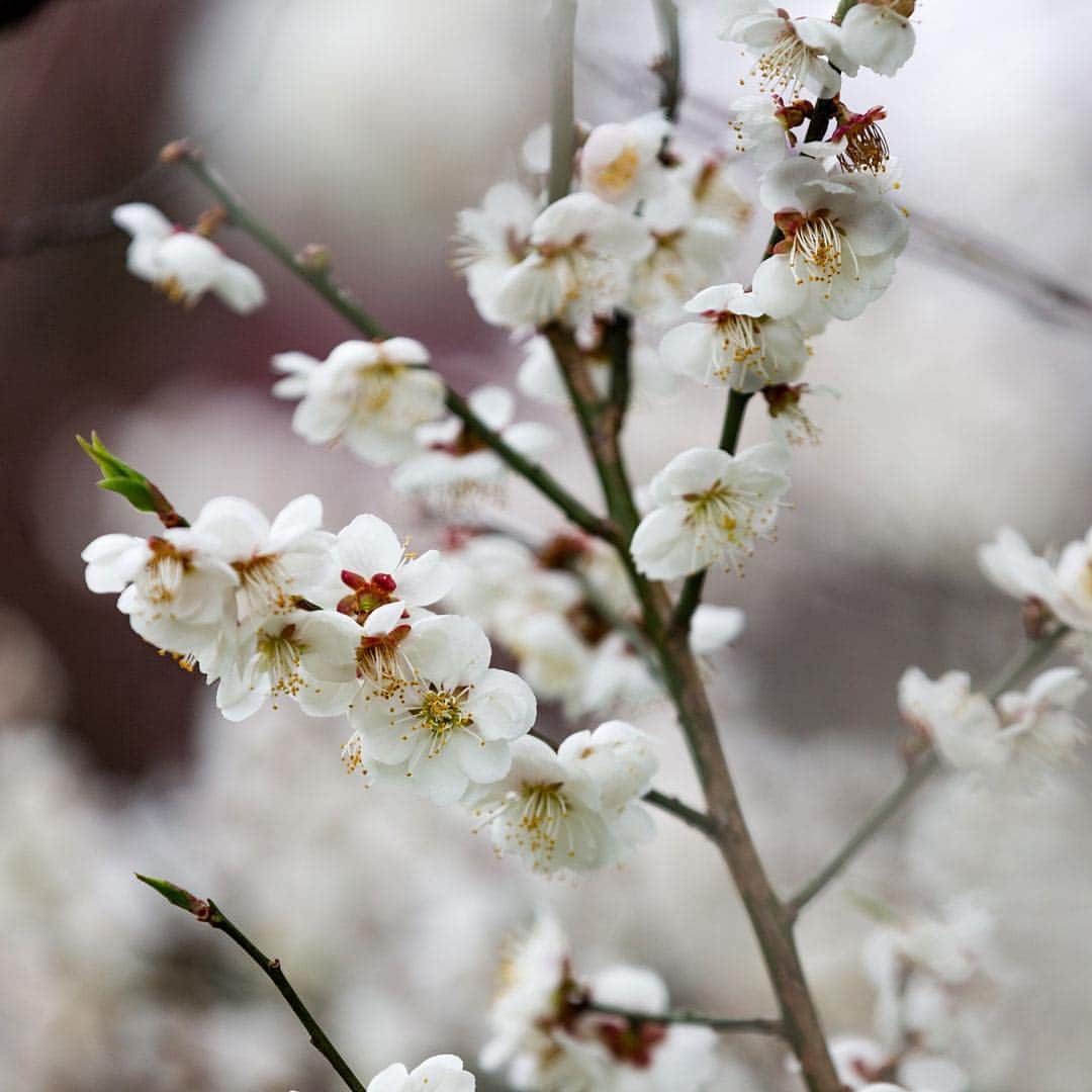 ニューヨーク植物園さんのインスタグラム写真 - (ニューヨーク植物園Instagram)「🌸Heads up, cherry blossom fanatics: the Japanese flowering apricots at the Ladies’ Border and the earliest flowering cherries in the Ross Conifer Arboretum are in full bloom, and they’re only the beginning. Stay tuned as we move further into cherry season and soak up these waves of spring color.🌸 . (📸 by @mco_photo) #plantlove」4月12日 5時24分 - nybg