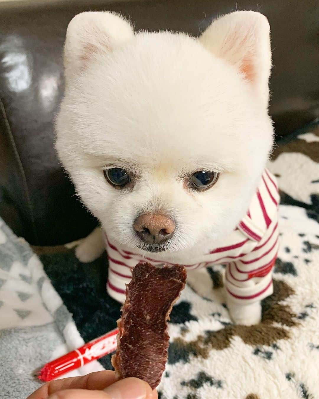 ニコちゃんさんのインスタグラム写真 - (ニコちゃんInstagram)「やっほい❣️魯山人の愛弟子✨歩女羅仁闇初代総長ニコちゃんだっぺ夜露死苦🖋🥓🐶✨ #歩女羅仁闇 #初代総長 #夜露死苦 #魯山人の愛弟子 #北大路魯山人 #魯山人 #美食家 #歯ごたえが大事 #大好物 #マッキー #Mckee #ジャーキー #jerky #鹿肉 #ジビエ #ポメリズム #ポメラニアン #白ポメ #pomeranian」4月12日 5時32分 - nico_susukita