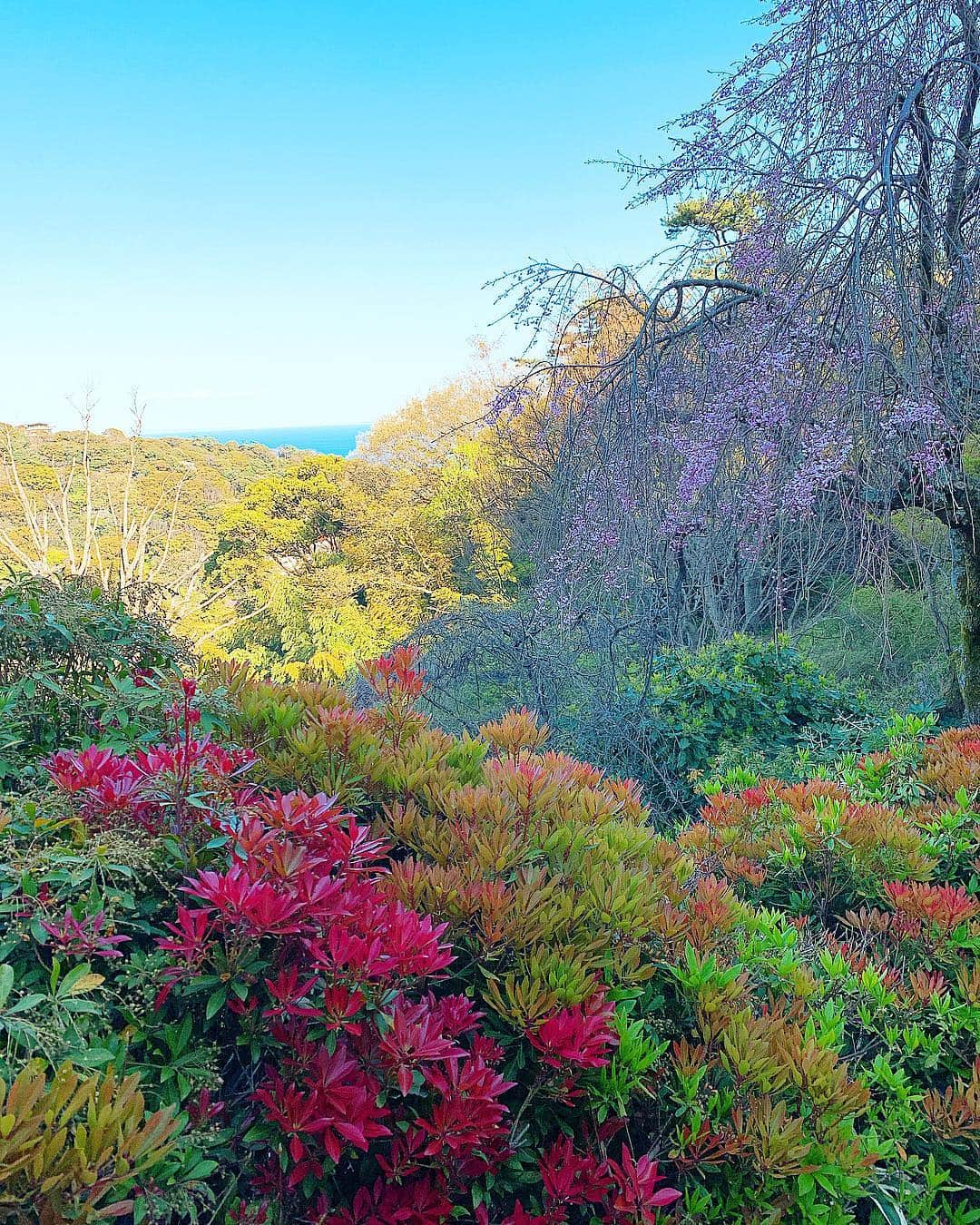 美咲あいりさんのインスタグラム写真 - (美咲あいりInstagram)「🍃🍃🍃🍀🌱🍃🍃🌿﻿ ﻿ ﻿ 海と山🌊⛰✨✨✨﻿ 自然がいっぱぁ〜いで癒されたぁ💚 ﻿ ﻿ #Atami﻿ #umitomoritokaze」4月12日 6時06分 - misakiairi