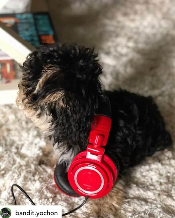 Audio-Technica USAさんのインスタグラム写真 - (Audio-Technica USAInstagram)「It’s National Pet Day! All pets love music, just ask @bandit.yochon, with his stylish A-T headphones. . . . #AudioTechnica #M50x #ATHM50x #Headphones #NationalPetDay #Puppy #Music #MusicLover」4月12日 6時07分 - audiotechnicausa