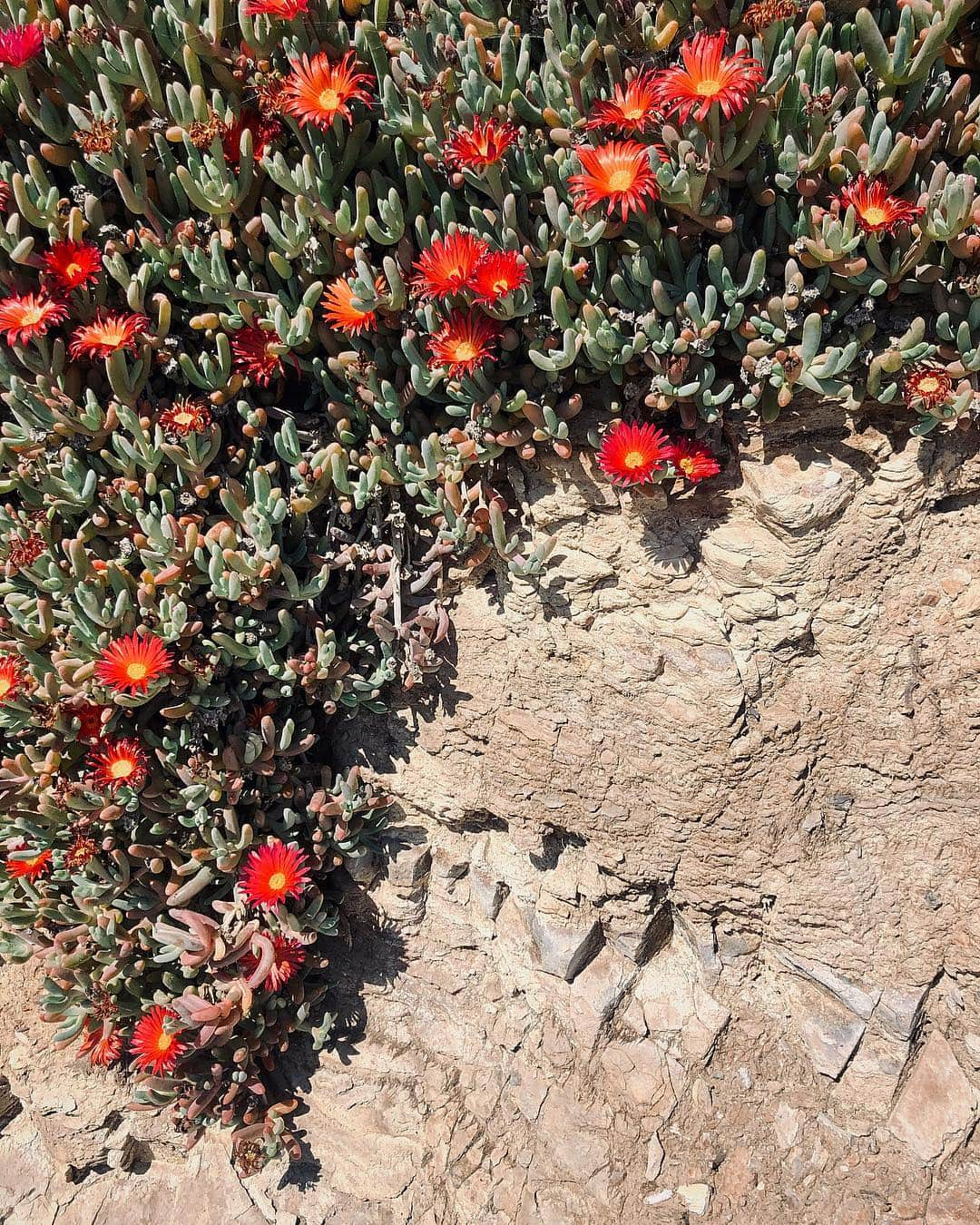 MiChiさんのインスタグラム写真 - (MiChiInstagram)「カルフォルニアはそこら中に珍しい植物が生えてて美しい♡ Connecting with nature every chance I get. California is not a bad place for that ☺︎ #flowers#nature#calilife#santabarbara#california」4月12日 6時13分 - michimadness