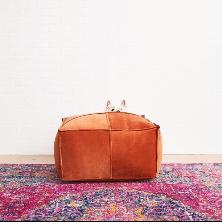 ロック&リパブリックのインスタグラム：「Did someone say it’s #nationalpetday?! #Kohls」