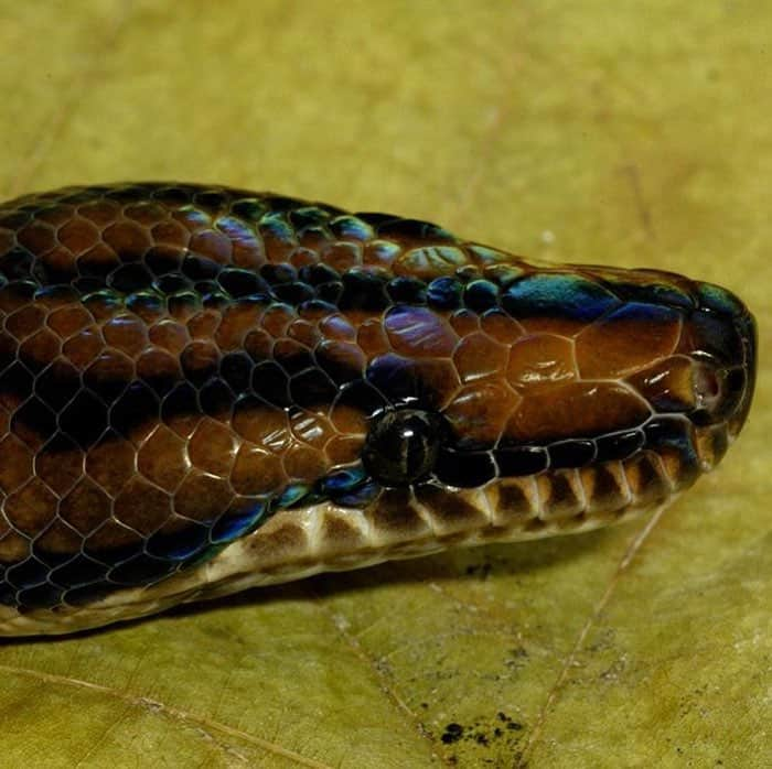 スミソニアン国立動物園さんのインスタグラム写真 - (スミソニアン国立動物園Instagram)「Seeing rainbows? 🌈 🐍 Brazilian rainbow boas have soft, iridescent skin. The tiny ridges on their scales act as prisms to refract light and create a rainbow-colored effect! 👀 Get a closer look at Reptile Discovery Center! Encounter cold-blooded creatures and their keepers at 11 a.m. and 3 p.m. daily. PLAN YOUR VISIT: https://s.si.edu/2h3CN1W.」4月12日 6時31分 - smithsonianzoo