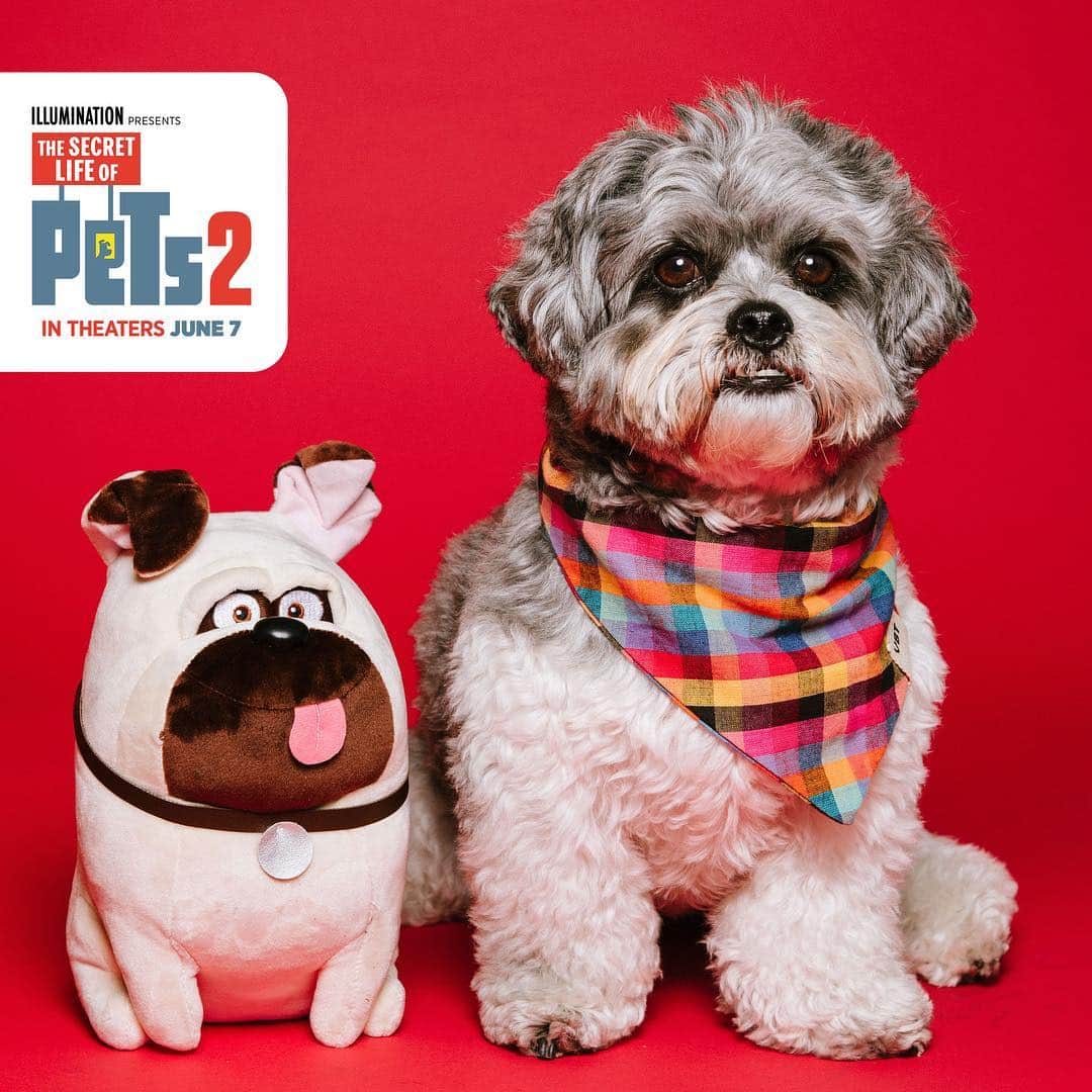 DogsOf Instagramのインスタグラム：「@Arnedoodle is celebrating #NationalPetDay with his new friend Mel from #TheSecretLifeofPets2! Watch the new @secretlifeofpets trailer via the link in our bio and see the movie in theaters June 7. #ad」