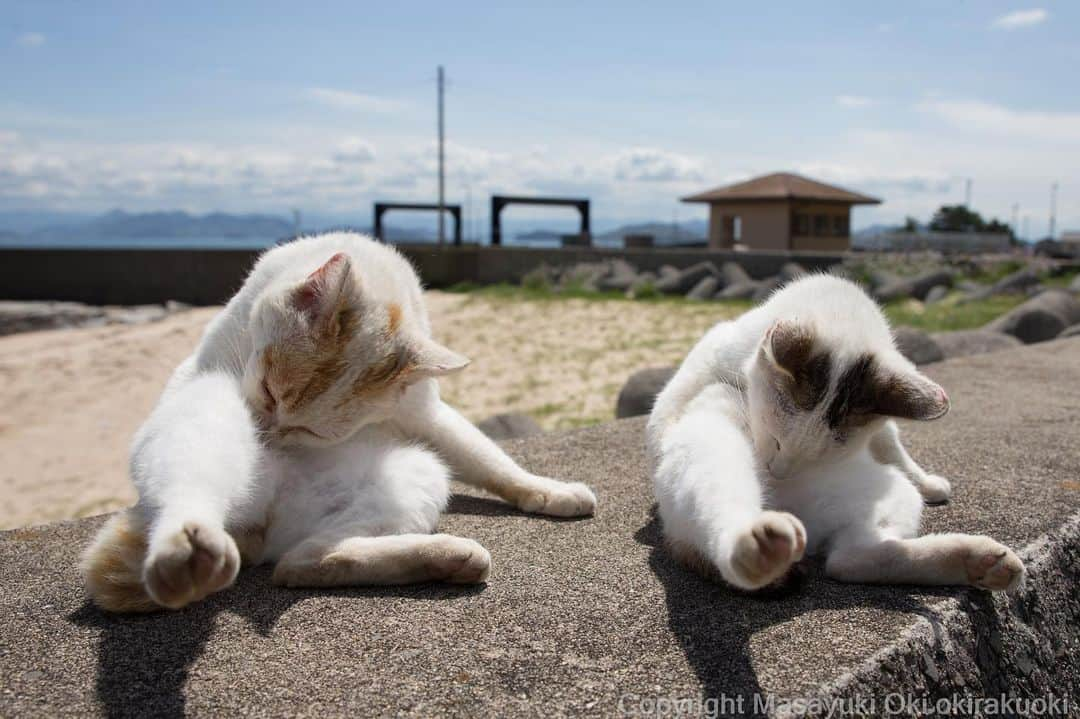 Masayukiさんのインスタグラム写真 - (MasayukiInstagram)「シンクロ。  おはようございます。 Good morning from Kagawa ⛅️ #cat #ねこ」4月12日 6時52分 - okirakuoki