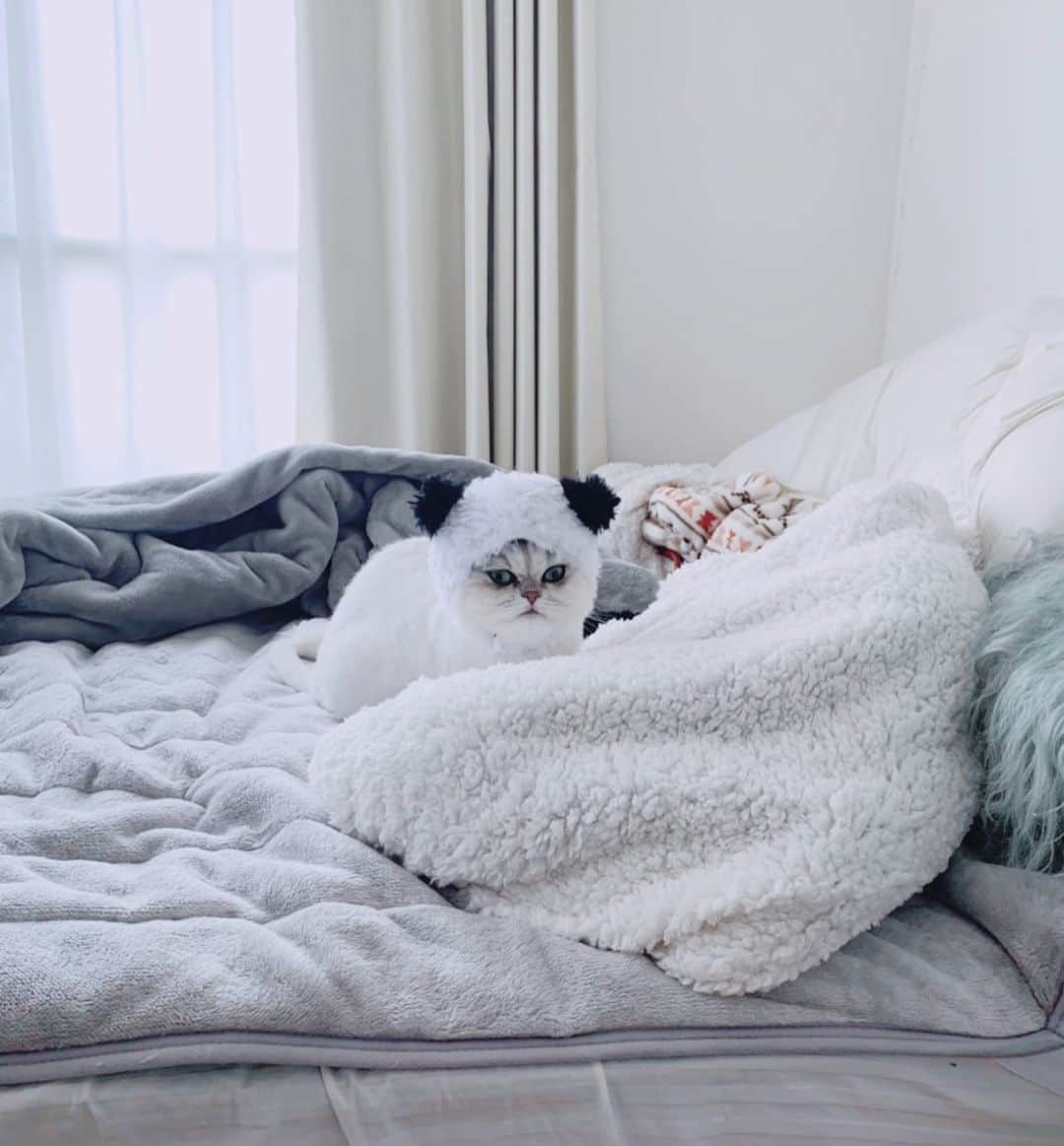 BeBeのインスタグラム：「お昼寝前にパンダにされてきれてます🐼💓😂ごめんね🙇‍♀️Don't bother me when I'm sleeping 🙇‍♀️🙇‍♀️grumpy face #grumpycat #bebe #cat #kitty #kittycat #meow #kittensofinstagram #petsofinstagram #catsofinstagram #ilovecat #hubcats #adorable #kawaii #TGIF #photooftheday #cute #CATLIFE #panda」