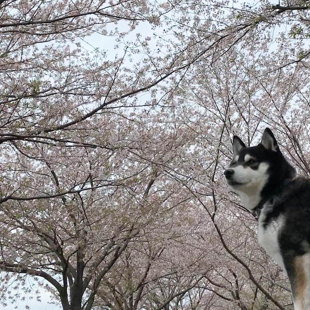 くろさんのインスタグラム写真 - (くろInstagram)「朝んぽ🌸🌿 #ソメイヨシノ #cherryblossom  #柴犬と桜 #桜と柴犬 #黒柴と桜 #桜と黒柴 #kuroshiba #blackshiba #shibainu #shibastagram #instadog #dogstagram #柴犬 #黒柴 #日本犬 #和犬 #いぬら部 #ふわもこ部 #柴犬部 #モフモフ生命体 #柴犬のいる暮らし #わんこのいる暮らし #わんこのいる生活 #わんこと一緒 #わんダフォ #わんだふるjapan #🌸🐕」4月12日 7時08分 - m6bmw