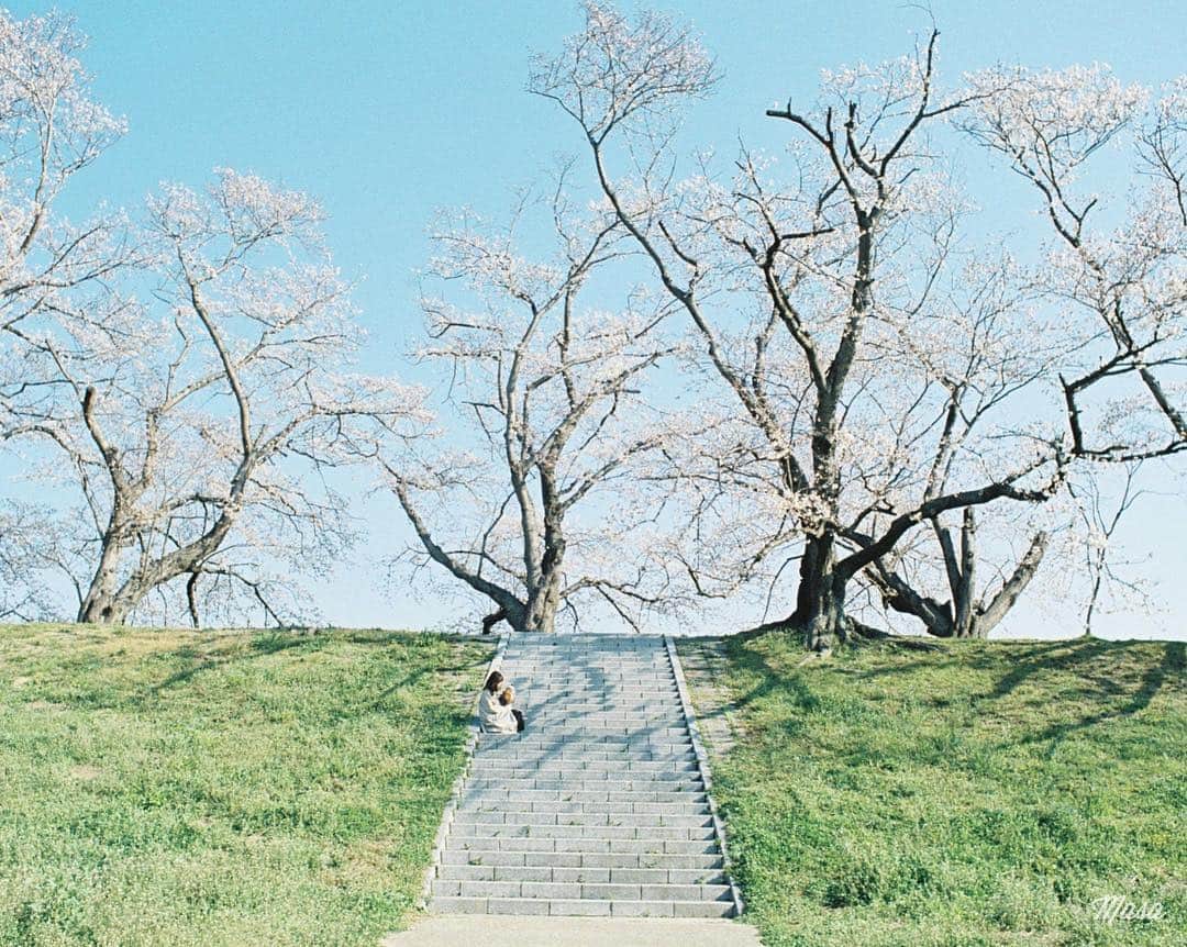Masaさんのインスタグラム写真 - (MasaInstagram)「. . . 桜のフィルム返ってきました🎞 . スクエアに白枠で２ヶ月統一してみましたが、横長、縦長もいいのがいっぱいあるのでやめます😅 . . 今年は台風の影響で木がまばらでしたが、それでもここは綺麗だな〜🌸 . . 撮影日 : 2019年4月4日 . #まさ35 #ヤマプリ #35mm #nikonfm2 #instagramjapan #igersjp #tokyocameraclub #film_com #impression_shots #art_of_japan_ #photogenic_jp #GPW_members_only #good_portraits_world #film_jp #film #フィルム #filmcamera #filmphotography #portrait #ポートレート #photogram_archive #桜 #Cherryblossom #京都 #Kyoto #八幡市 #背割堤 #todays_blue_collection #pof_ig #hibi_jp」4月12日 7時11分 - masa_nikonist