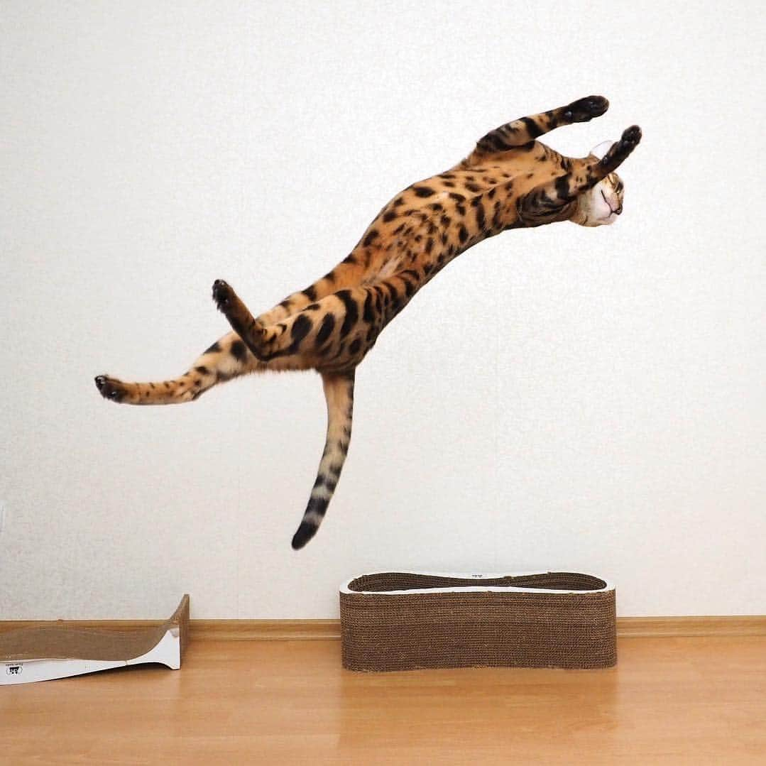 Celeb Bengal Cat · Simbaのインスタグラム：「One of my favorite shots ❤️💃 #tbt #jump #cat #bengalcat #olympus_ru」