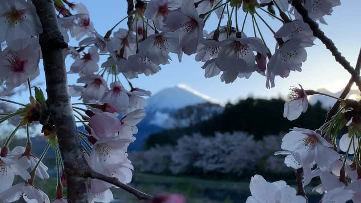 phantastic420のインスタグラム：「. 🤩🤩“Shizuoka” prefecture in Japan is a place where you can see the most “phantastic” Mt. Fuji🗻 in the world.🤩 #富士山 #mtfuji #japan #shizuoka #fujinomiya  #phantastic420photography #mostphantasticmtfuji #selamatpagi  #goodmorning  #おはようございます 😇😇😇😇😇😇😇🗻😇😇 昨日の強風です🌸🤣」
