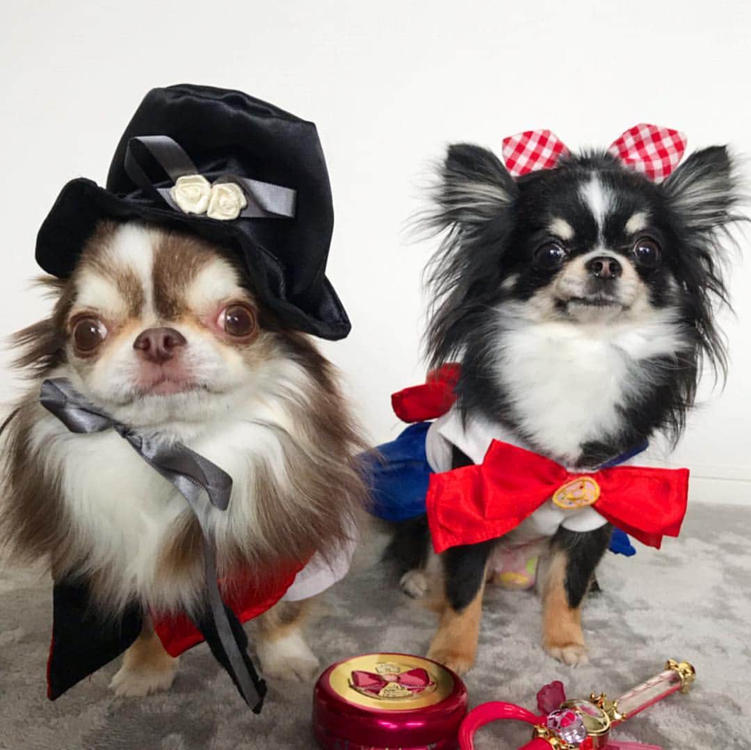 kayoのインスタグラム：「* * 兄妹で セーラームーンごっこ❤️ * * タキシード仮面らいちん🦹‍♂️ セーラームーンうららん🌙 * * #セーラームーン #コスプレ #らいちんお顔デカくない？😂 * #chihuahua#chihuahualove#dogstgram#dog#instadog#チワワ#チワワ大好き * *」