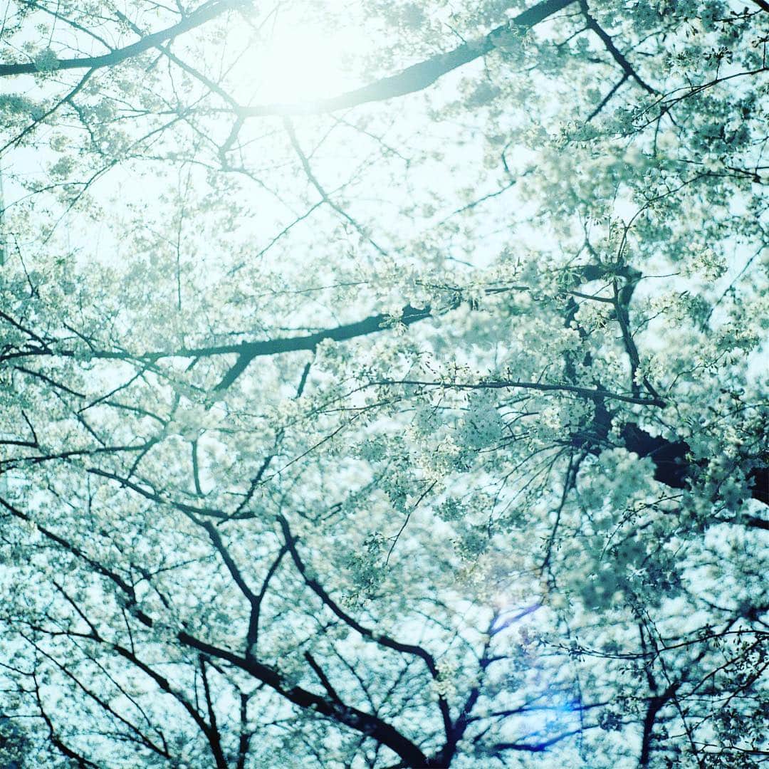 ゆうゆのインスタグラム：「.﻿﻿ 2019.04.12﻿﻿ ﻿﻿ ﻿﻿ gᵒᵒᒄ  ᔿᵒʳᐢⁱᐢg *⿻｡* . ﻿﻿ ﻿﻿ ﻿﻿ さーー、今日一日頑張ったら﻿﻿ お楽しみが待ってるよー﻿﻿ ﻿﻿ ﻿﻿ ところで昨日気付いたんだけど﻿﻿ 先日閉店したjiji cafeに最後に行って撮ったfilmが﻿﻿ どこにも見当たらない(๑•́₋•̩̥̀๑) ﻿﻿ ﻿﻿ どこに行ったんだろーー﻿﻿ ﻿﻿ ﻿﻿ ﻿﻿ *・゜・*:.。..。.:*・゜・*:.。. .。.:*・゜・**・゜・*:.。﻿﻿ ﻿﻿ ﻿﻿ #rolleiflex28f﻿﻿ #ローライ会﻿﻿ #目黒川の桜﻿﻿ #Cherryblossom」