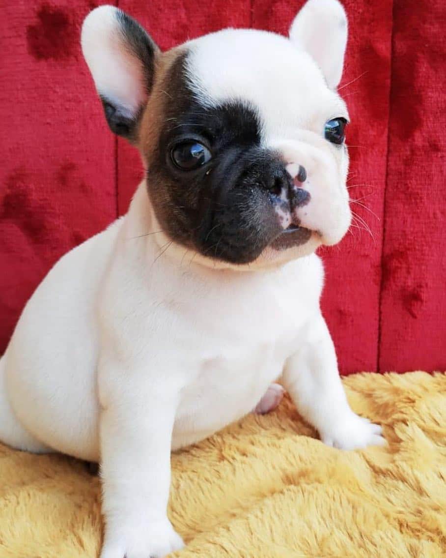 Regeneratti&Oliveira Kennelさんのインスタグラム写真 - (Regeneratti&Oliveira KennelInstagram)「Bali is the cutest thing 😍♥️♥️♥️ (Bali is available DM me for info) #Balithefrenchie #frenchie #puppy #cute #gorgeous #Alok」4月12日 7時48分 - jmarcoz