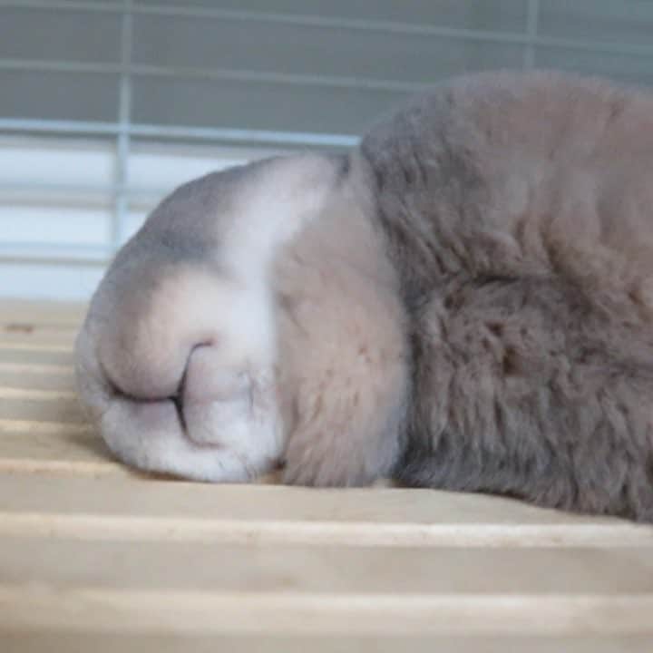 Kayoのインスタグラム：「もふもにょもご♡」