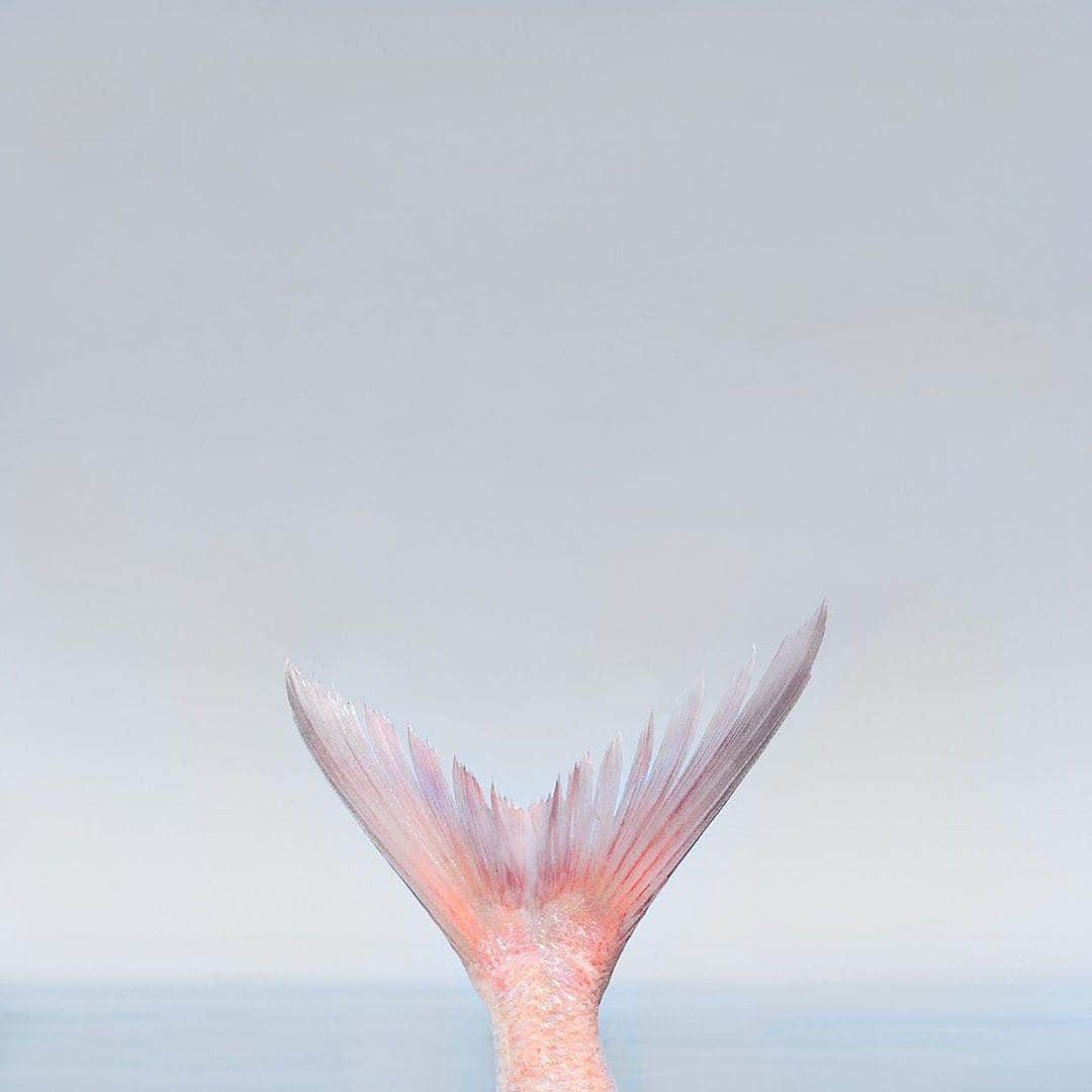 Instagramさんのインスタグラム写真 - (InstagramInstagram)「Color can make even the wildest fantasy seem true. 🧜‍♀️ For example, just imagine that Greek photographer Leda de Piart (@ledart) captured a pink fin belonging to a mermaid, not a sea bream. #WHPfavoritecolor」4月12日 8時04分 - instagram