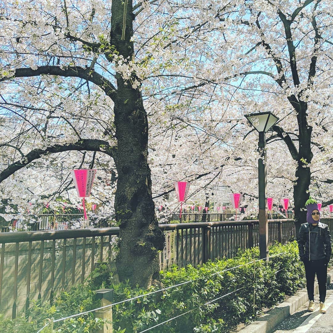 川原克己 さんのインスタグラム写真 - (川原克己 Instagram)「#花見」4月12日 8時21分 - tenjikunezumikawahara