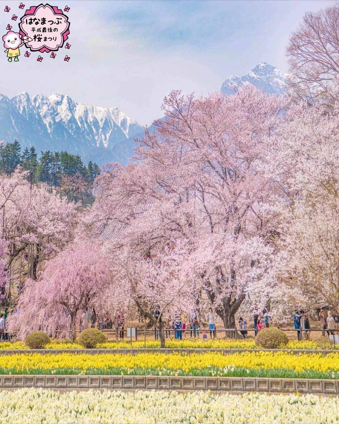 はなまっぷ❁日本の花風景さんのインスタグラム写真 - (はなまっぷ❁日本の花風景Instagram)「🍃🌸はなまっぷ平成最後の桜まつり🌸🍃 * @yoshito_tokunaga さんの 平成の桜に花まるを💮 * 平成を彩る日本の美しい桜をありがとうございます😊🌸🍃 * ①山梨  #実相寺 Jisso-ji Temple, Yamanasi Pref. * ②③静岡 * 見頃を過ぎている場所もご紹介しています。 お出かけの際はHP等で最新の情報をご確認くださいね🙏🌸🍃 * 🌸•••🍃•••🌸•••🍃•••🌸•••🍃•••🌸 * 🌸桜まつり概要🌸 * 期間:平成最後の日まで タグ:#はなまっぷ * #はなまっぷ  のタグの中から、桜のお写真をどんどんご紹介させていただきます。期間中はランダムに、複数枚投稿でもご紹介させていただく場合がございます。 * #桜#sakura#花見#さくら#日本#春#花#平成最後の#満開 * 🌸•••🍃•••🌸•••🍃•••🌸•••🍃•••🌸 * はなまっぷより * 💌LINEスタンプ「はなまっぷちゃん」絶賛発売中！みなさんのLINEにも花まるを💮 💌はなまっぷ本、Amazonや全国の書店さんで満開です！ぜひお手にとっていただけると嬉しいです🌸 * LINEスタンプ、はなまっぷ本は、プロフ欄記載のTwitterアカウントよりご確認ください。 * 🌸•••🍃•••🌸•••🍃•••🌸•••🍃•••🌸 *」4月12日 8時23分 - hanamap