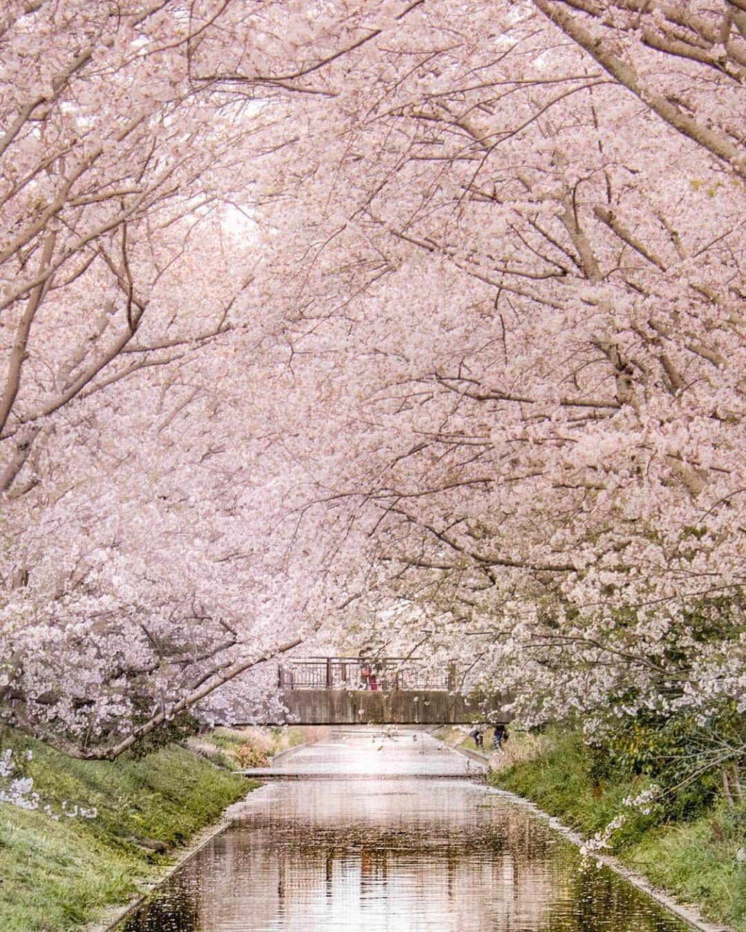 はなまっぷ❁日本の花風景さんのインスタグラム写真 - (はなまっぷ❁日本の花風景Instagram)「🍃🌸はなまっぷ平成最後の桜まつり🌸🍃 * @yoshito_tokunaga さんの 平成の桜に花まるを💮 * 平成を彩る日本の美しい桜をありがとうございます😊🌸🍃 * ①山梨  #実相寺 Jisso-ji Temple, Yamanasi Pref. * ②③静岡 * 見頃を過ぎている場所もご紹介しています。 お出かけの際はHP等で最新の情報をご確認くださいね🙏🌸🍃 * 🌸•••🍃•••🌸•••🍃•••🌸•••🍃•••🌸 * 🌸桜まつり概要🌸 * 期間:平成最後の日まで タグ:#はなまっぷ * #はなまっぷ  のタグの中から、桜のお写真をどんどんご紹介させていただきます。期間中はランダムに、複数枚投稿でもご紹介させていただく場合がございます。 * #桜#sakura#花見#さくら#日本#春#花#平成最後の#満開 * 🌸•••🍃•••🌸•••🍃•••🌸•••🍃•••🌸 * はなまっぷより * 💌LINEスタンプ「はなまっぷちゃん」絶賛発売中！みなさんのLINEにも花まるを💮 💌はなまっぷ本、Amazonや全国の書店さんで満開です！ぜひお手にとっていただけると嬉しいです🌸 * LINEスタンプ、はなまっぷ本は、プロフ欄記載のTwitterアカウントよりご確認ください。 * 🌸•••🍃•••🌸•••🍃•••🌸•••🍃•••🌸 *」4月12日 8時23分 - hanamap