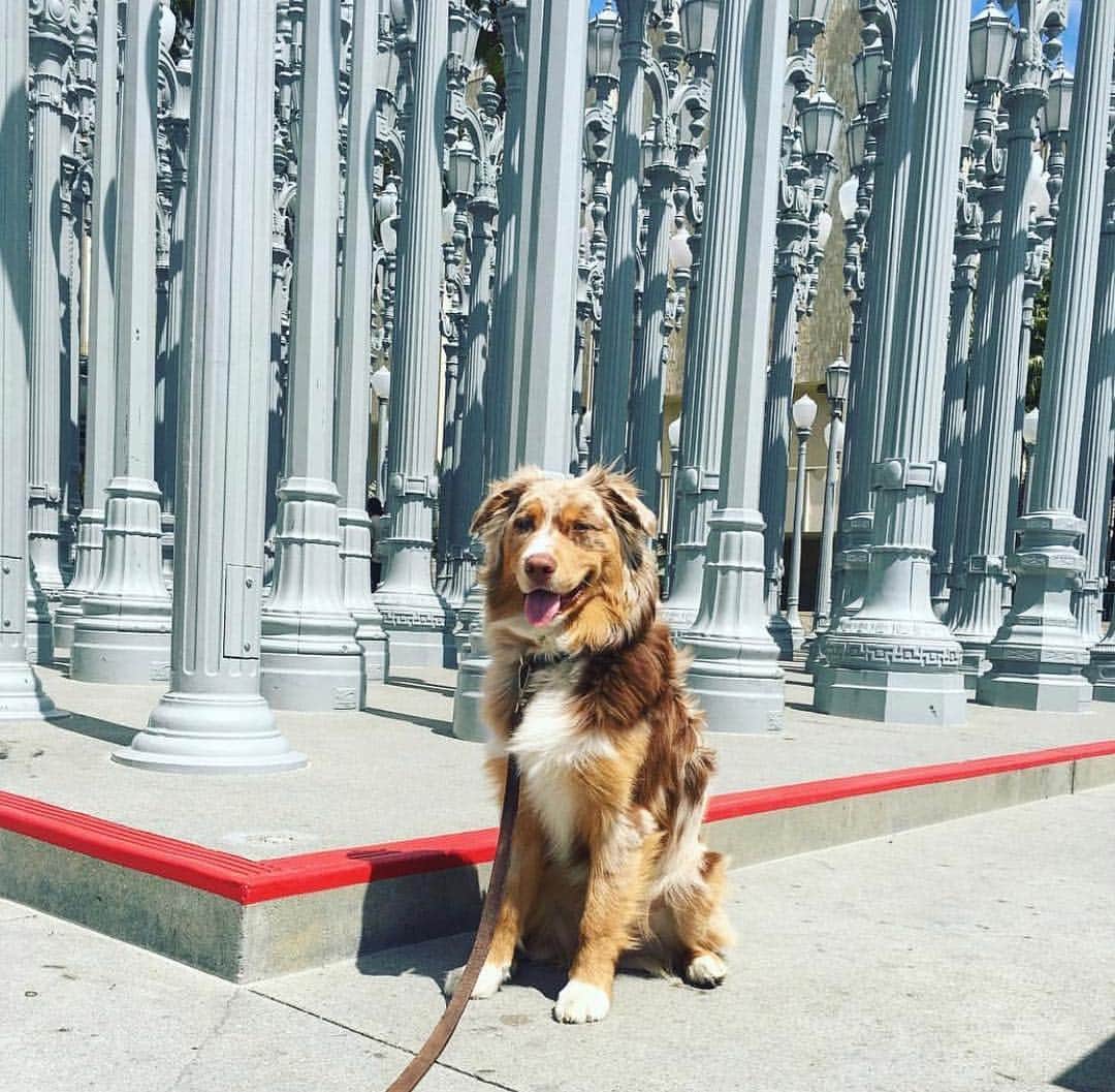 ロサンゼルスカウンティ美術館さんのインスタグラム写真 - (ロサンゼルスカウンティ美術館Instagram)「Here's to #NationalPetDay! 🐾 #DogsofLACMA regram via @littleredwesley」4月12日 8時56分 - lacma