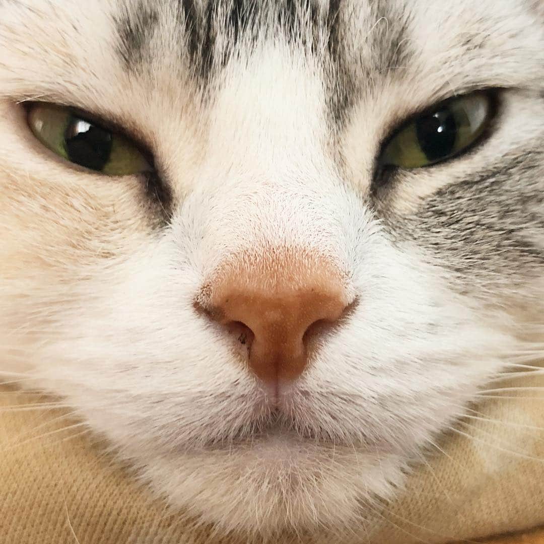 ホタテ＆クラム＆シラスのインスタグラム：「朝のドアップ #cat #neko #ScottishFold #猫 #ねこ #スコティッシュフォールド #catstagram #instagram #instagramjapan #ig_japan #igersjp」